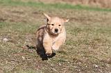 GOLDEN RETRIEVER 069